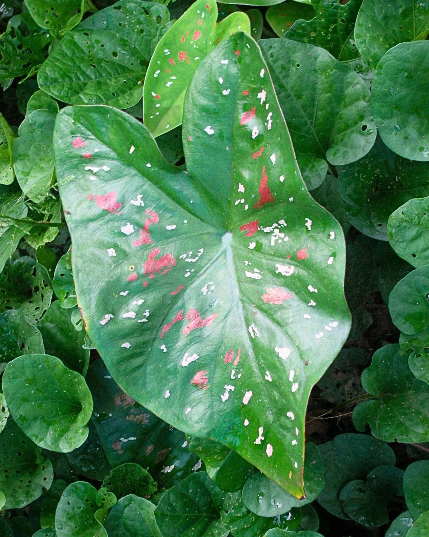 Caladium bicolor, also called Coraz&oacute;n de Jes&uacute;s, Coraz&oacute;n herido, Heart of Jesus, or Angel Wings, is a perennial herb grown for its striking ornamental leaves.

Its heart or arrowhead-shaped foliage bursts in patterns of green, red