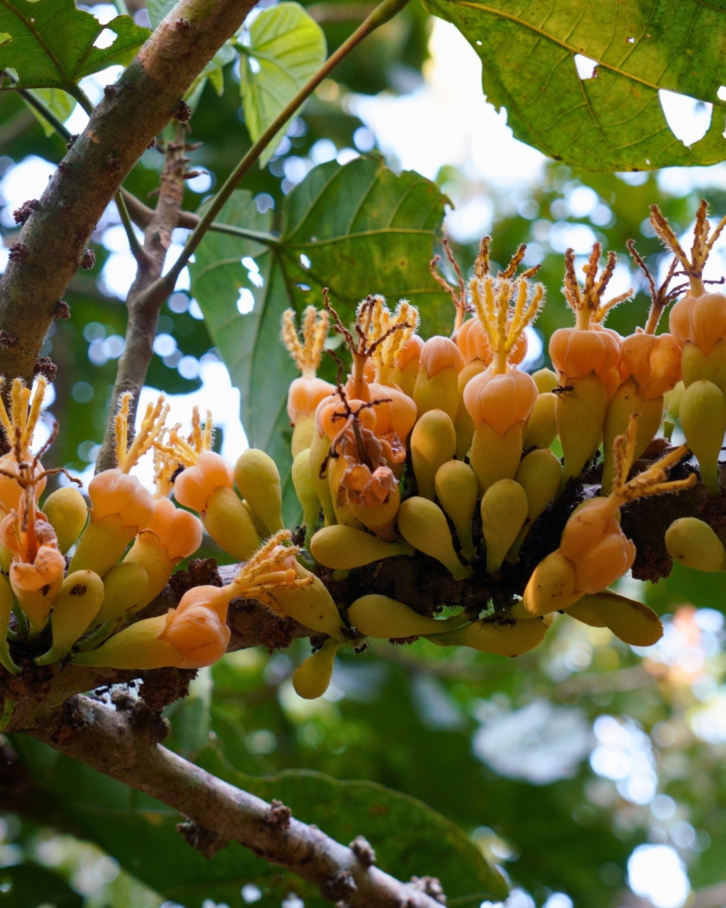 Our sapote trees are blooming and fruiting! 

Meanwhile caterpillars are busy munching on their leaves 🐛

This natural process is a balanced part of the ecosystem here in the Amazon. Insects like these help maintain forest health, feeding birds and 