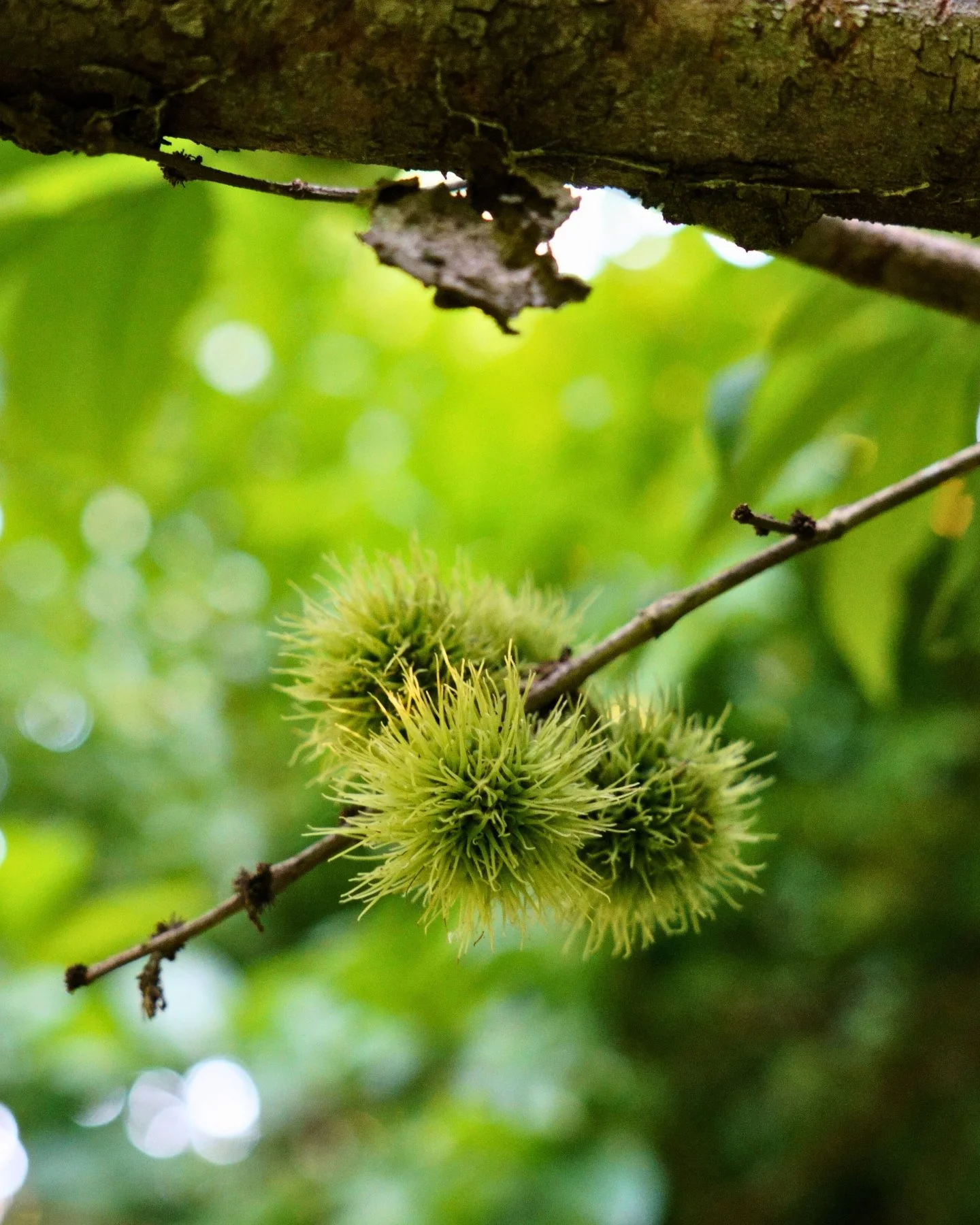 Introducing Mayna parvifolia! an Amazonian species known for its spiky fruit shells, a natural defense that helps protect its seeds and ensure the next generation of trees. 

------

Presentamos Mayna parvifolia! una especie amaz&oacute;nica conocida