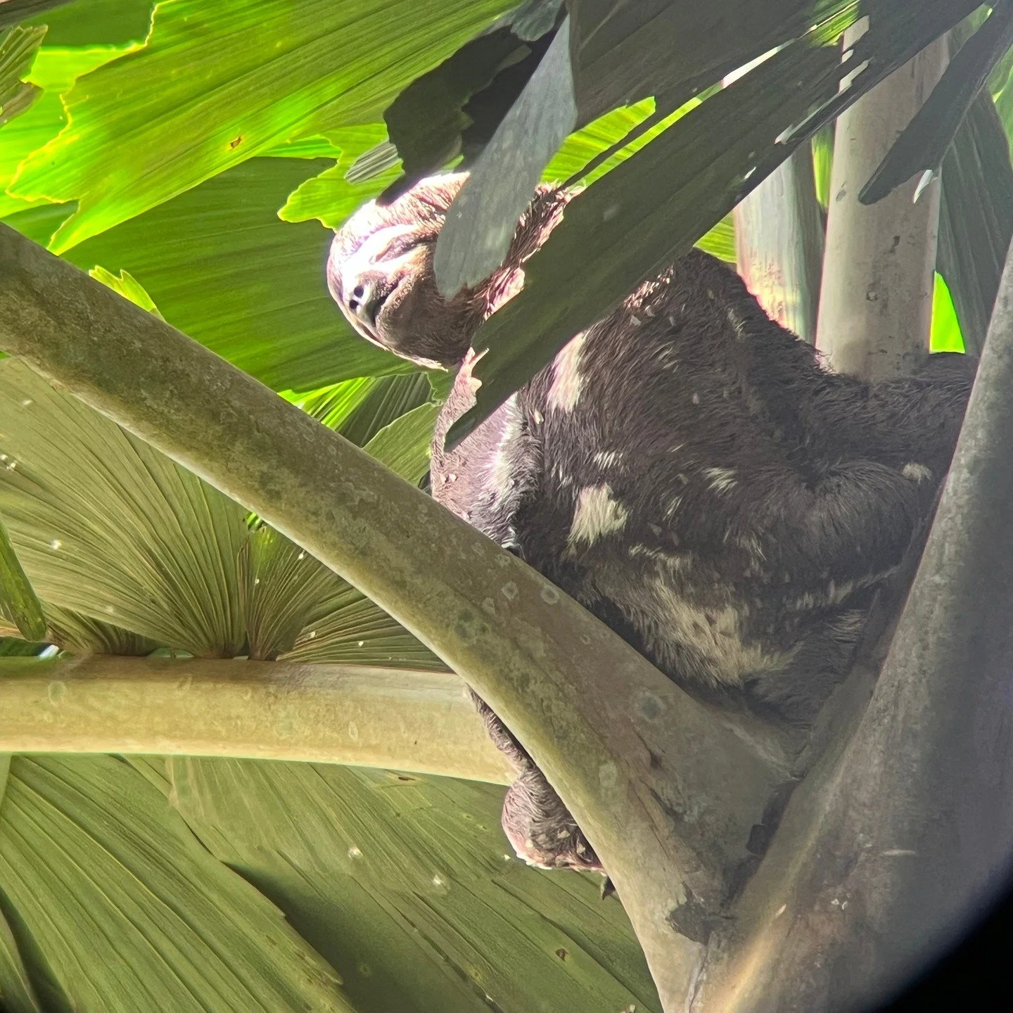 'Tis the season...

...Of so many living beings in the jungle. The New Year season is the rainy season in Tambopata. And life is out in a force.

Here are some of the local names of this abundance of species: ayah&uacute;ma, michuchaqui, crisneja, sh