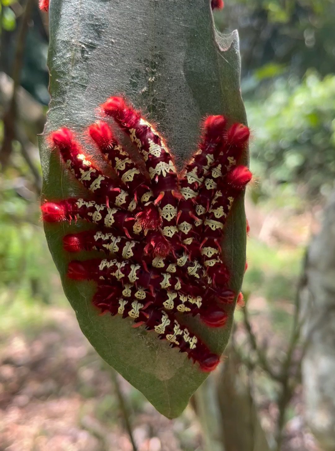 Back again. Every year, like an anniversary. 

Morpho telemachus caterpillars on our Abuta grandifolia tree.

--

De vuelta otra vez. Cada a&ntilde;o, como un aniversario. 

Las orugas de Morpho telemachus en nuestro &aacute;rbol de Abuta grandifolia