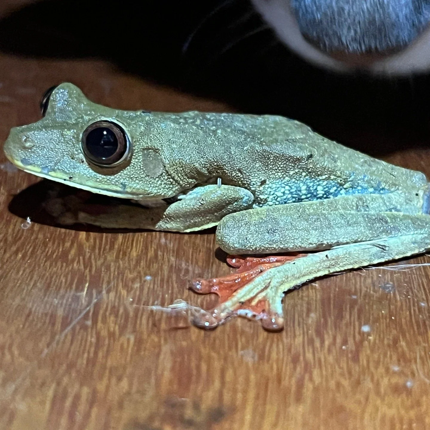 Close encounters of the inter-species kind. Peruvian Amazon style.

--

Encuentros cercanos entre especies diferentes. Al estilo de la Amazon&iacute;a peruana.