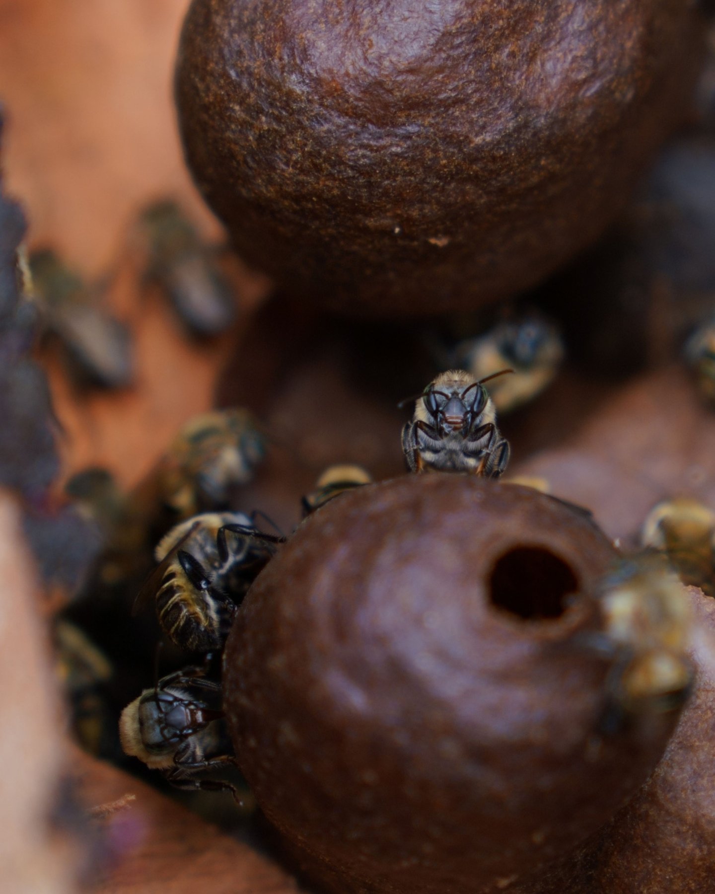 At our Tambopata site, Camino Verde volunteers recently checked on our Melipona stingless bees. These bees have evolved without a sting - though some will still defend their hives by tugging at your hair!

By keeping them in sustainable hive boxes, w