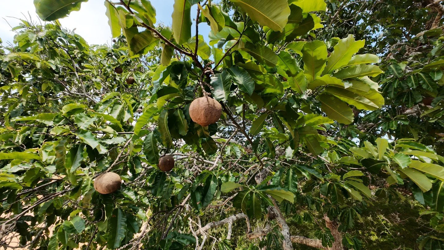At Refugio Amazonas, we joined the @wiredamazon team for an aerial view of one of the Amazon&rsquo;s keystone species: the Brazil nut tree.

Its fruiting is famously unpredictable, but through aerobotany, where drones are used to study and monitor tr