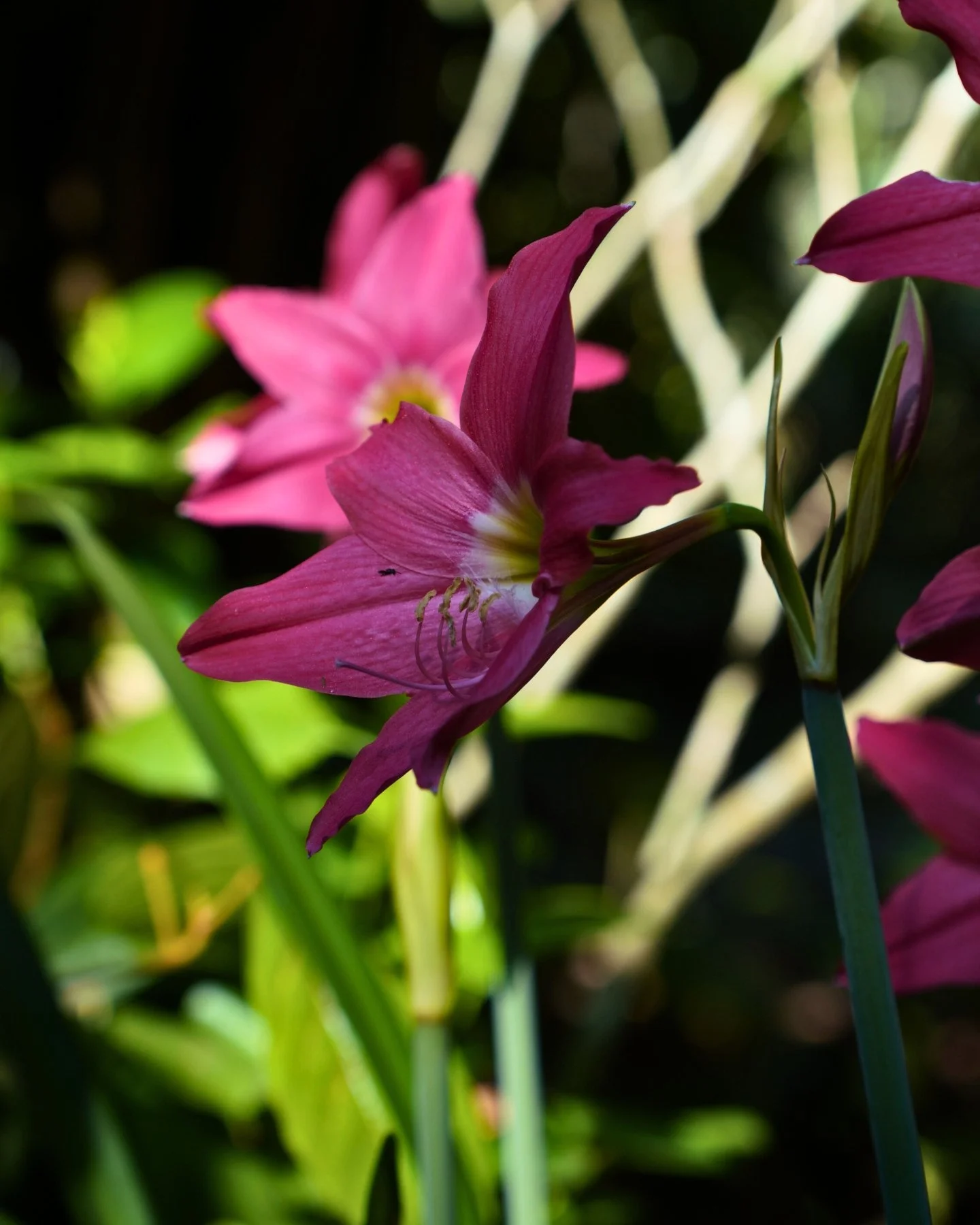 🌼 Hyperastrum in full bloom and also providing shelter for a tiny resident you might not expect 👀

Look closely and you&rsquo;ll spot a small spider nestled inside the flower. We think this spider might have the most beautiful home in the jungle! 
