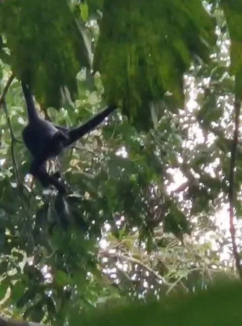 As tree planters, we're in the business of re-monkeying the rainforest 🐵

And this Friday, we're getting up to some monkey business of our own&mdash;lighting up New York City with live music for a great cause. 🎹🐒

Get your tickets today&mdash;via 