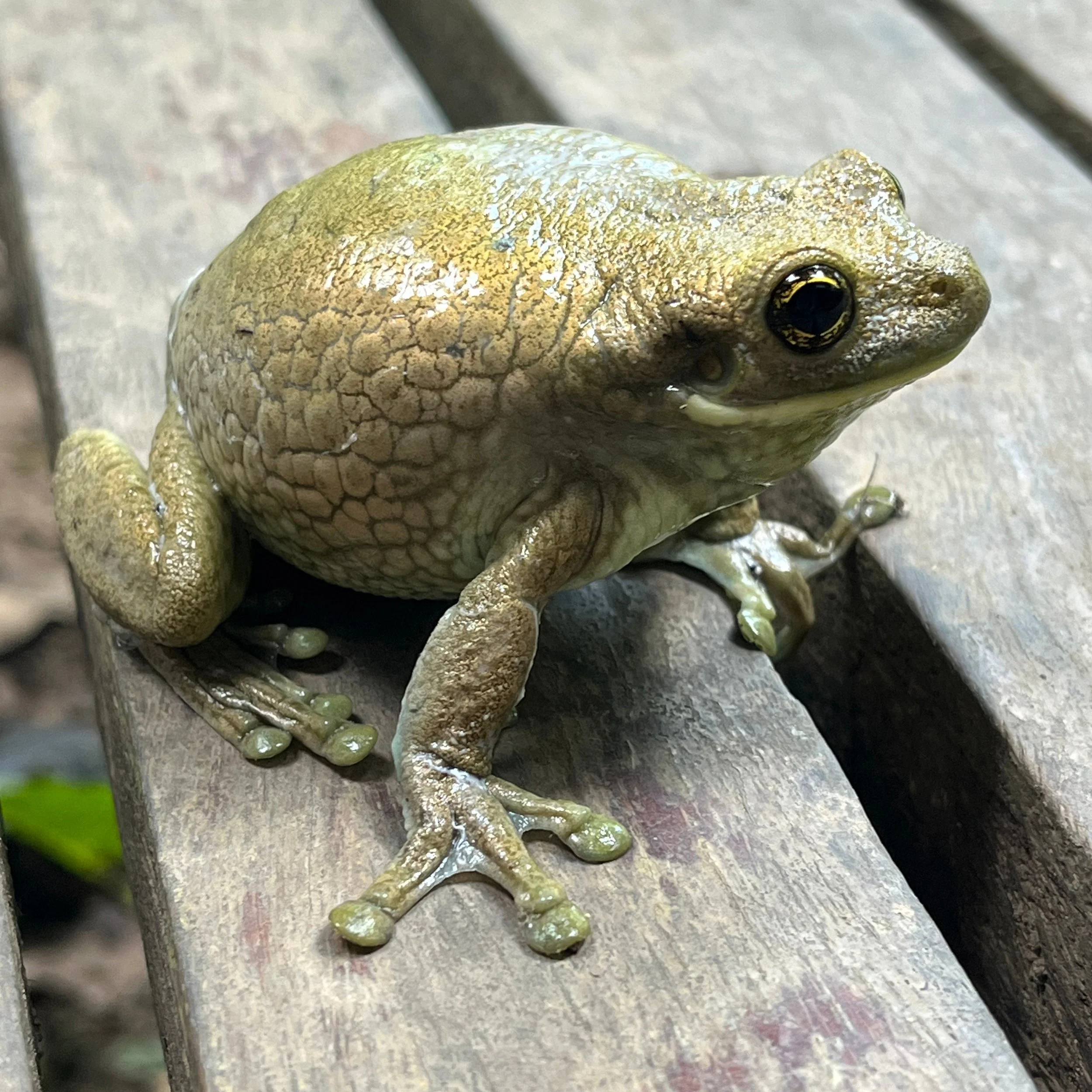 Rainy season is winding down, and frog season is saying its goodbyes 🐸 

We're looking back at some of our favorite Tambopata shots from peak season &mdash; all captured by the one and only Camino Verde Baltimori coordinator @jandurubu. 

Can't wait