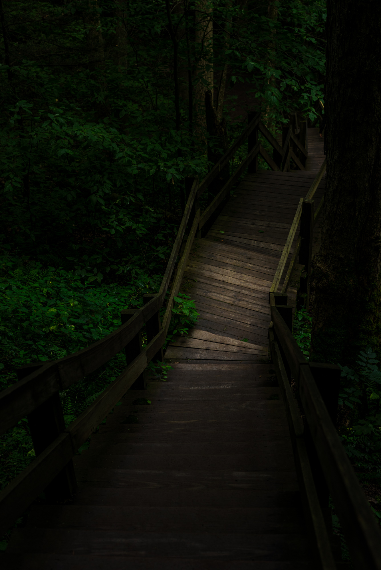 _DSC6554.jpg