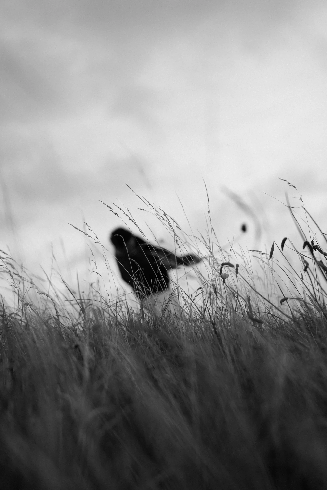 Western Gailes-05737-2.jpg