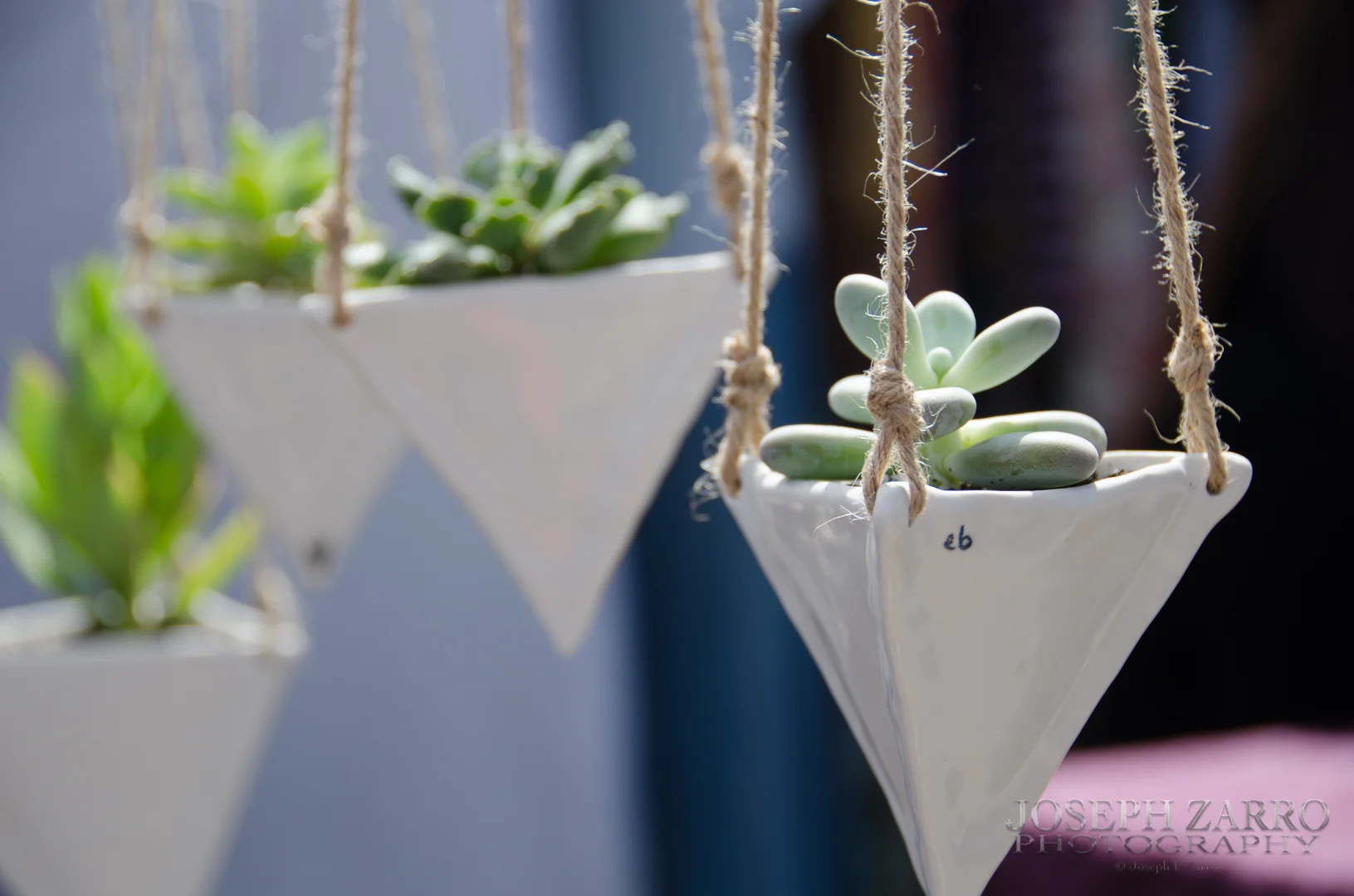Succulents at SoWa Market (017).jpg