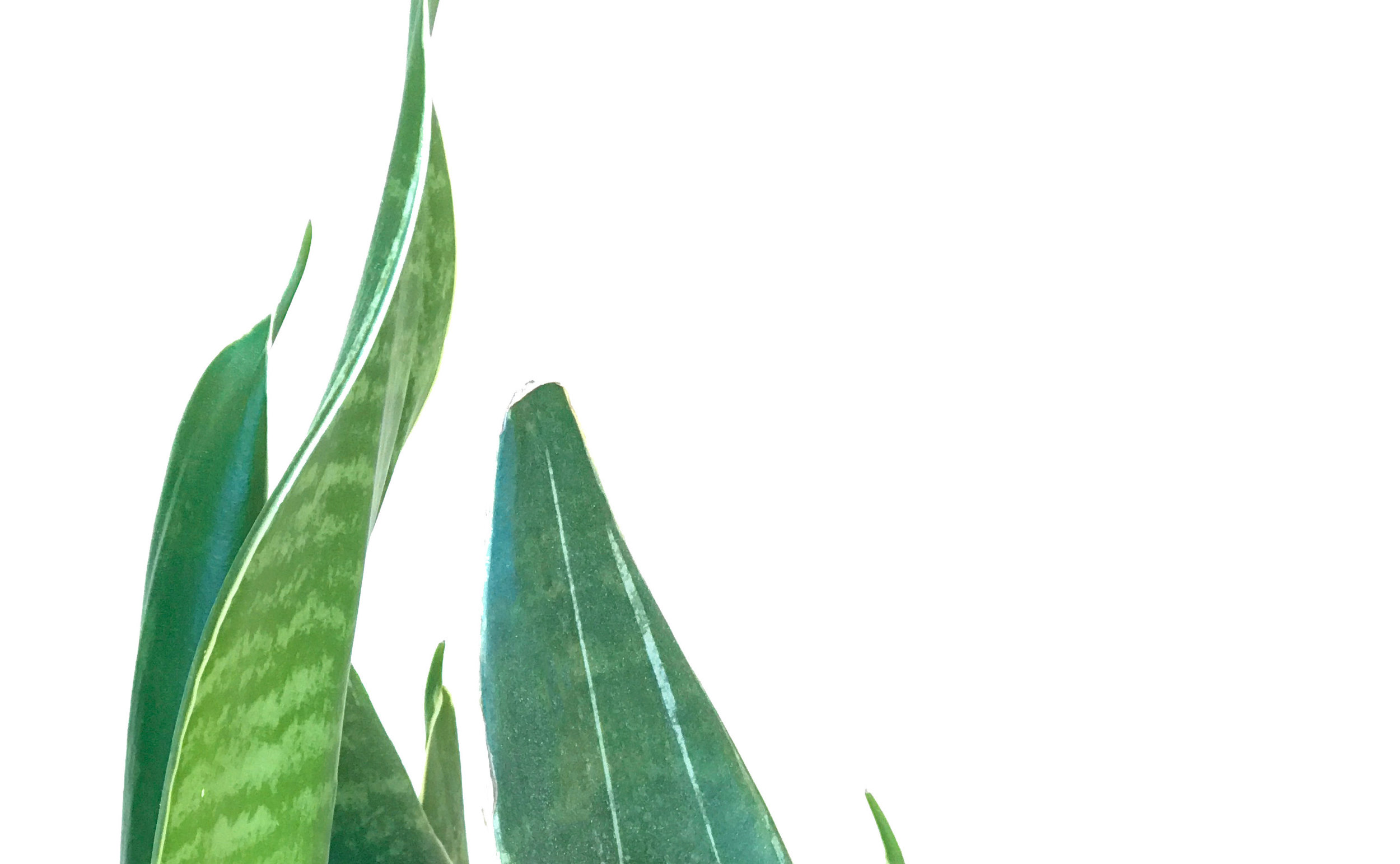 Fire-Plant-for-Landing-Page-Cropped.jpg