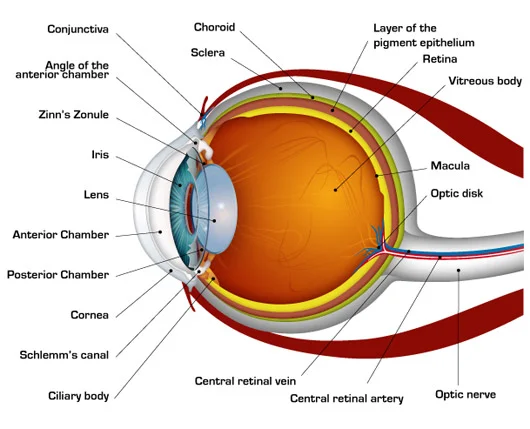 human-eye-diagram.jpg