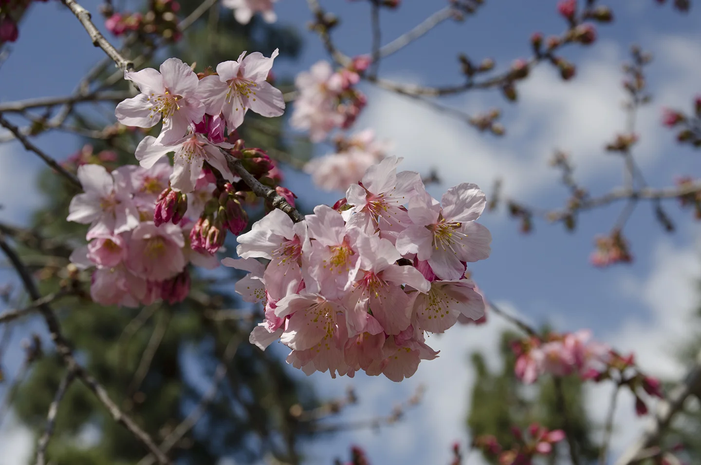 Pink Cloud cherry 2-28-17 B MR.jpg