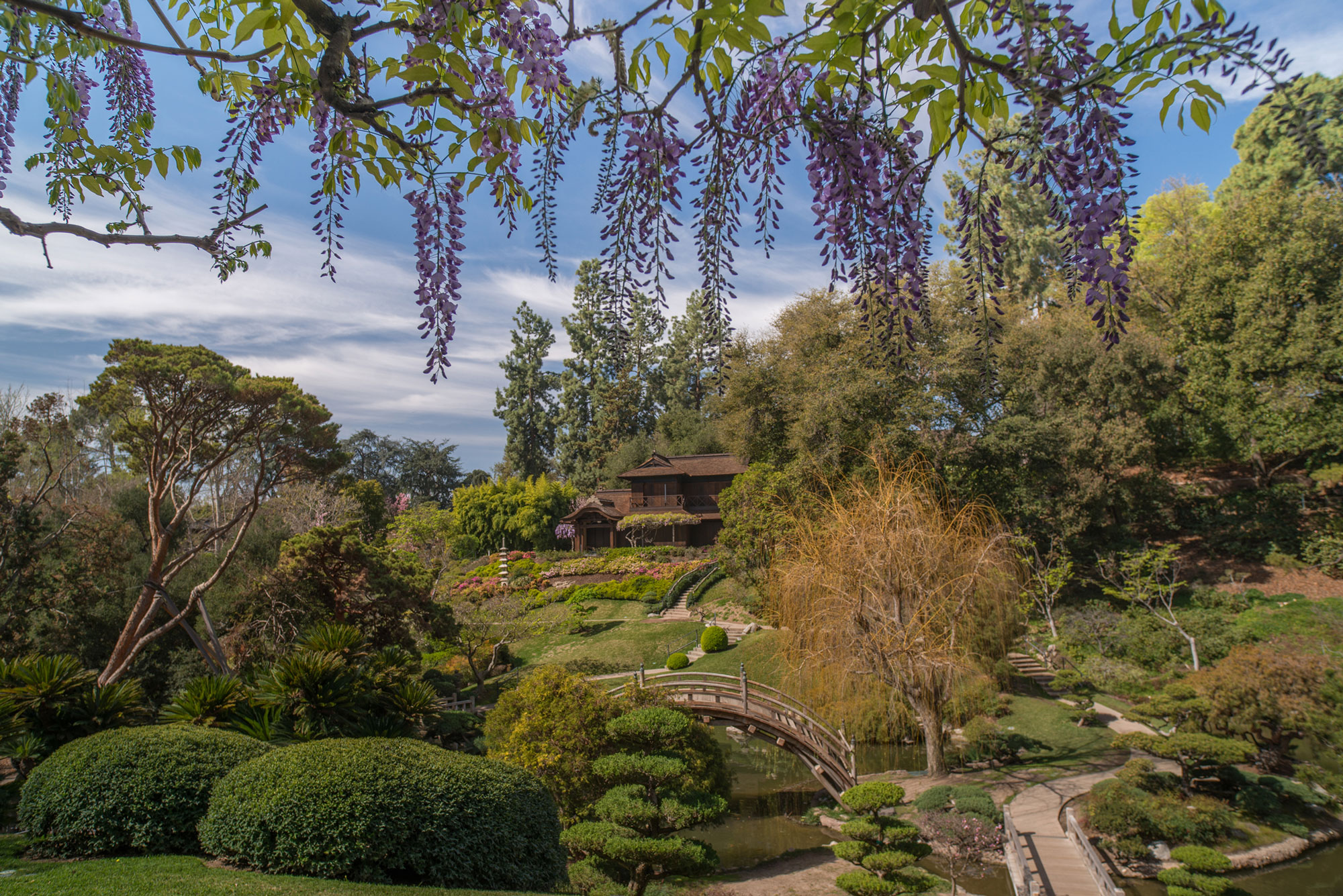 Japanese-Garden-2015-MFB-6x10.jpg