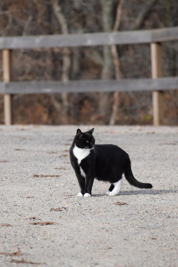 Copy of Mittens
