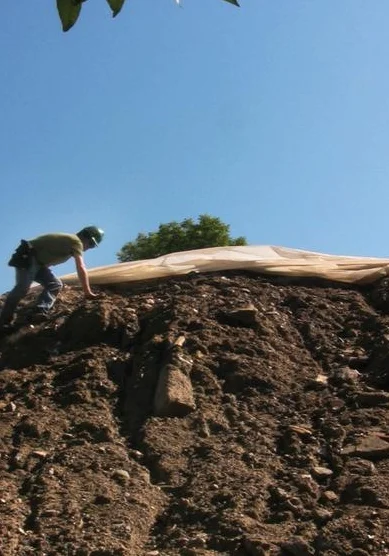 King of the Cockroaches