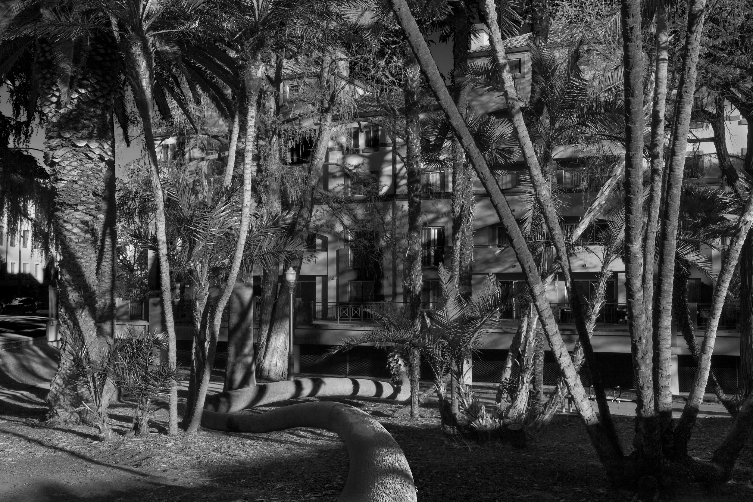 Jonathan Chacón, Palm Trees, 20I5, Archival Inkjet Print 16" X 20"