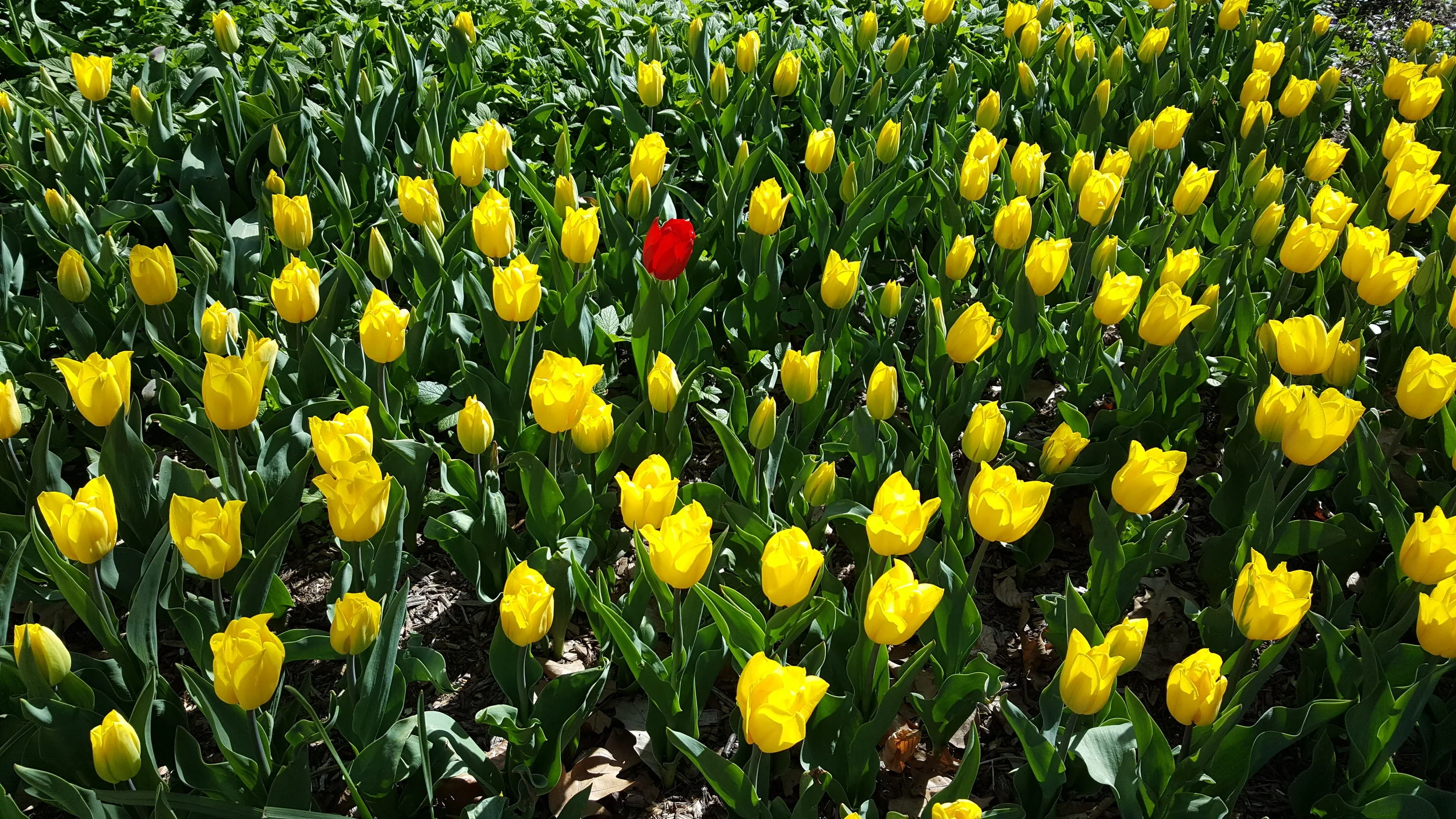tulips.jpg