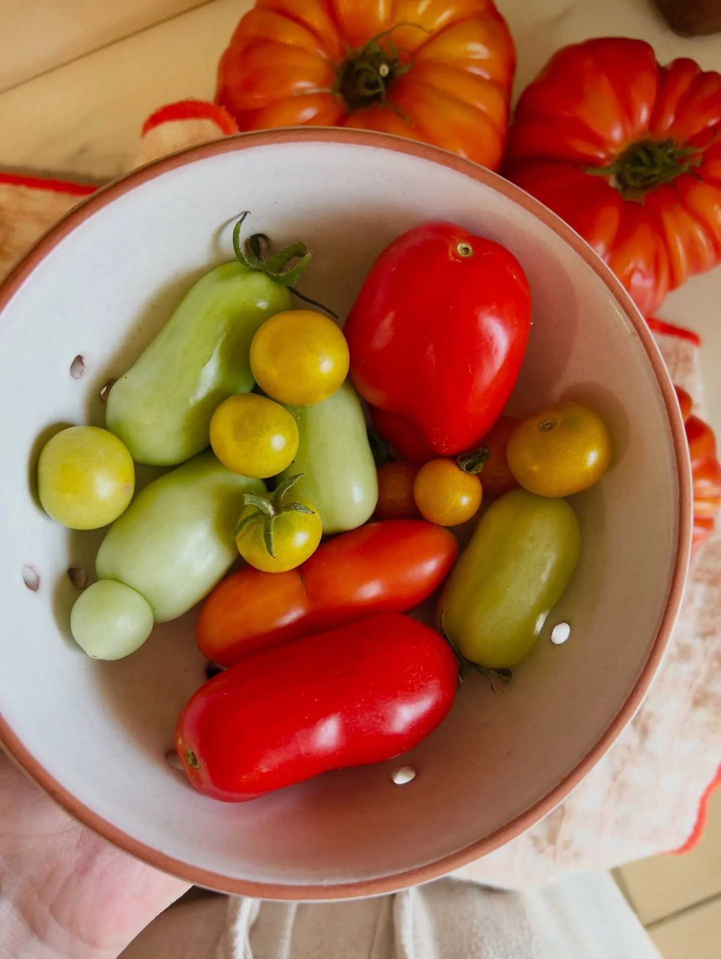Sunshine-y bits from the garden this June 🥒🌶️🧅🧄🌼

#garden #homestead #intentionalliving #homesteadlife #seasonalliving #tomatoes #thehappygardeninglife