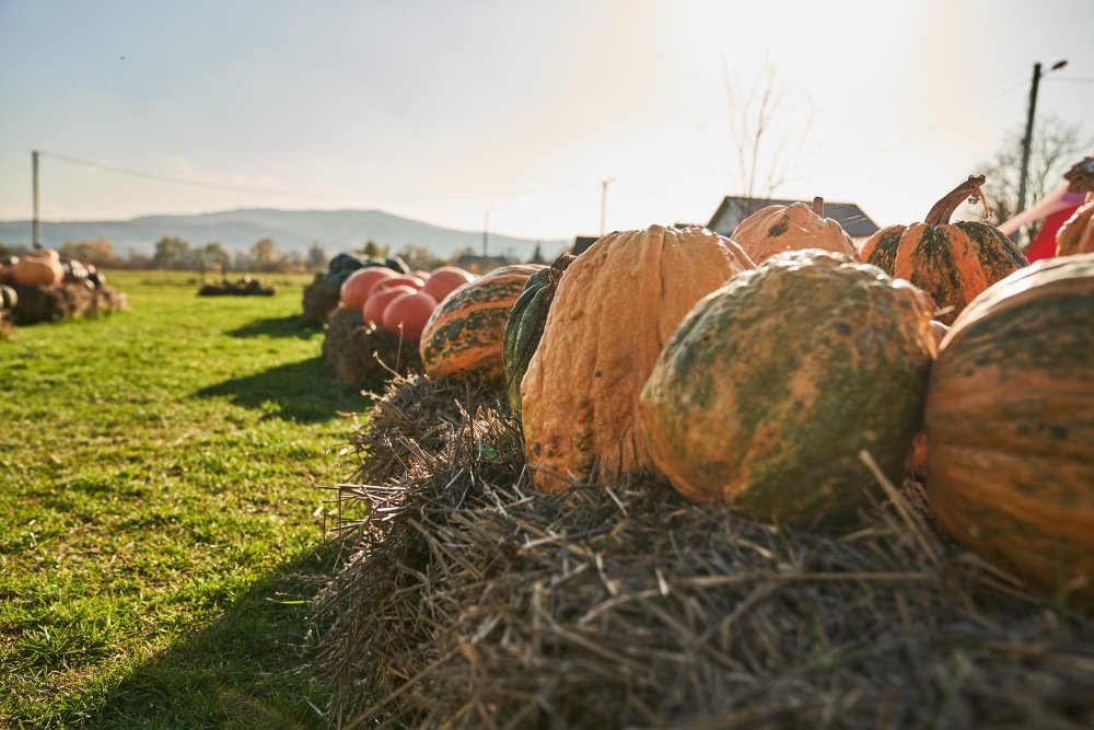 Harvested pumpkins in a field