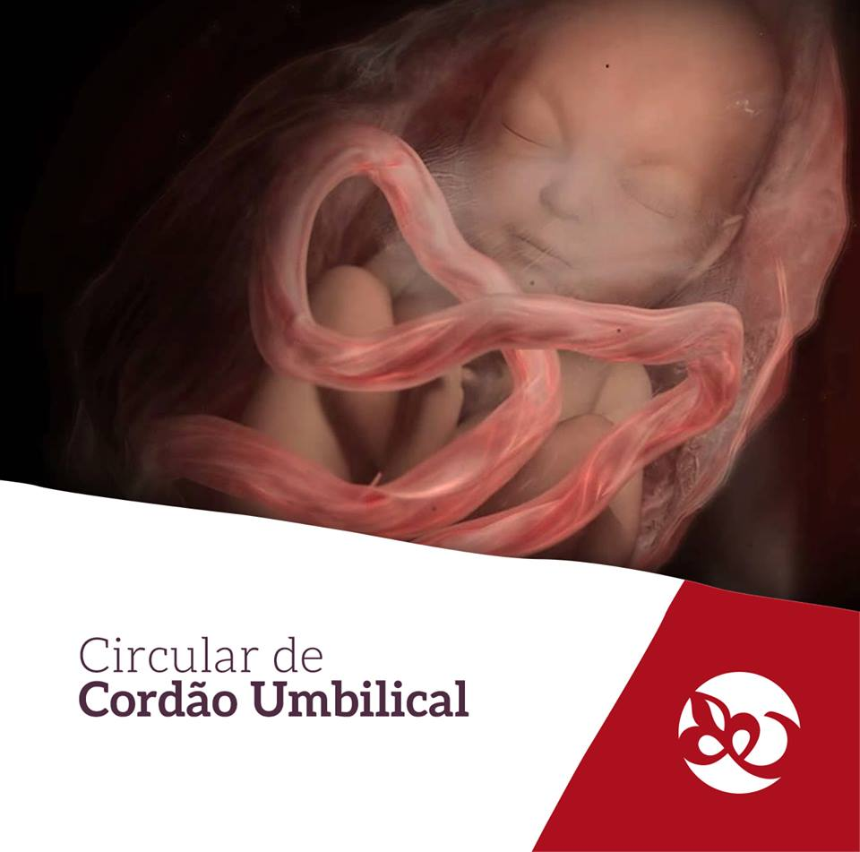 circular do cordão umbilical