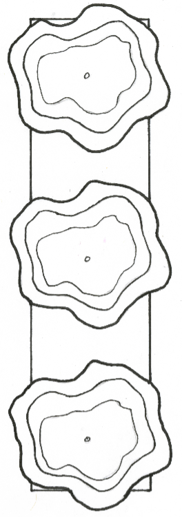 Scotch bonnet refined sketch.PNG