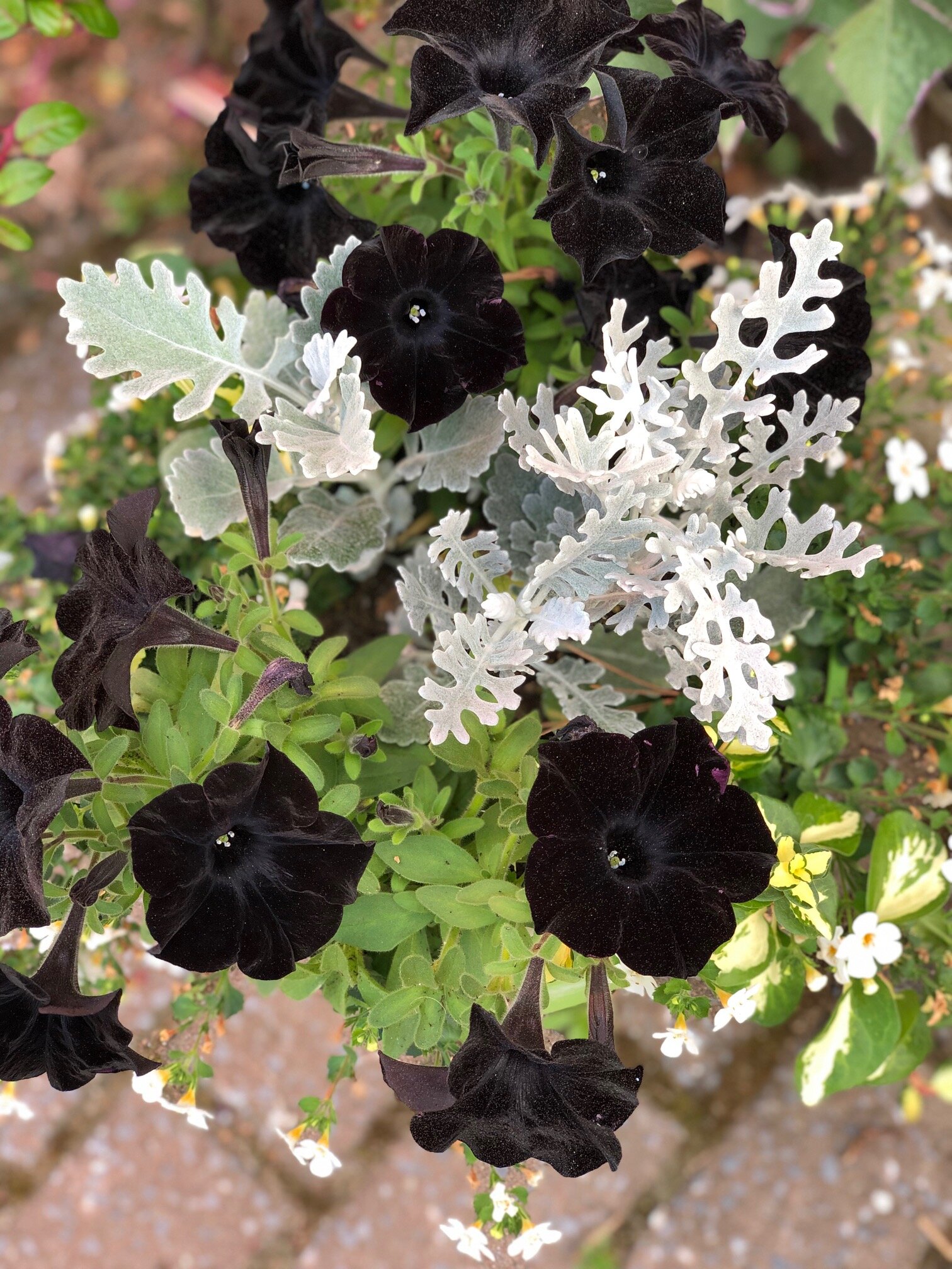 black petunia.jpg