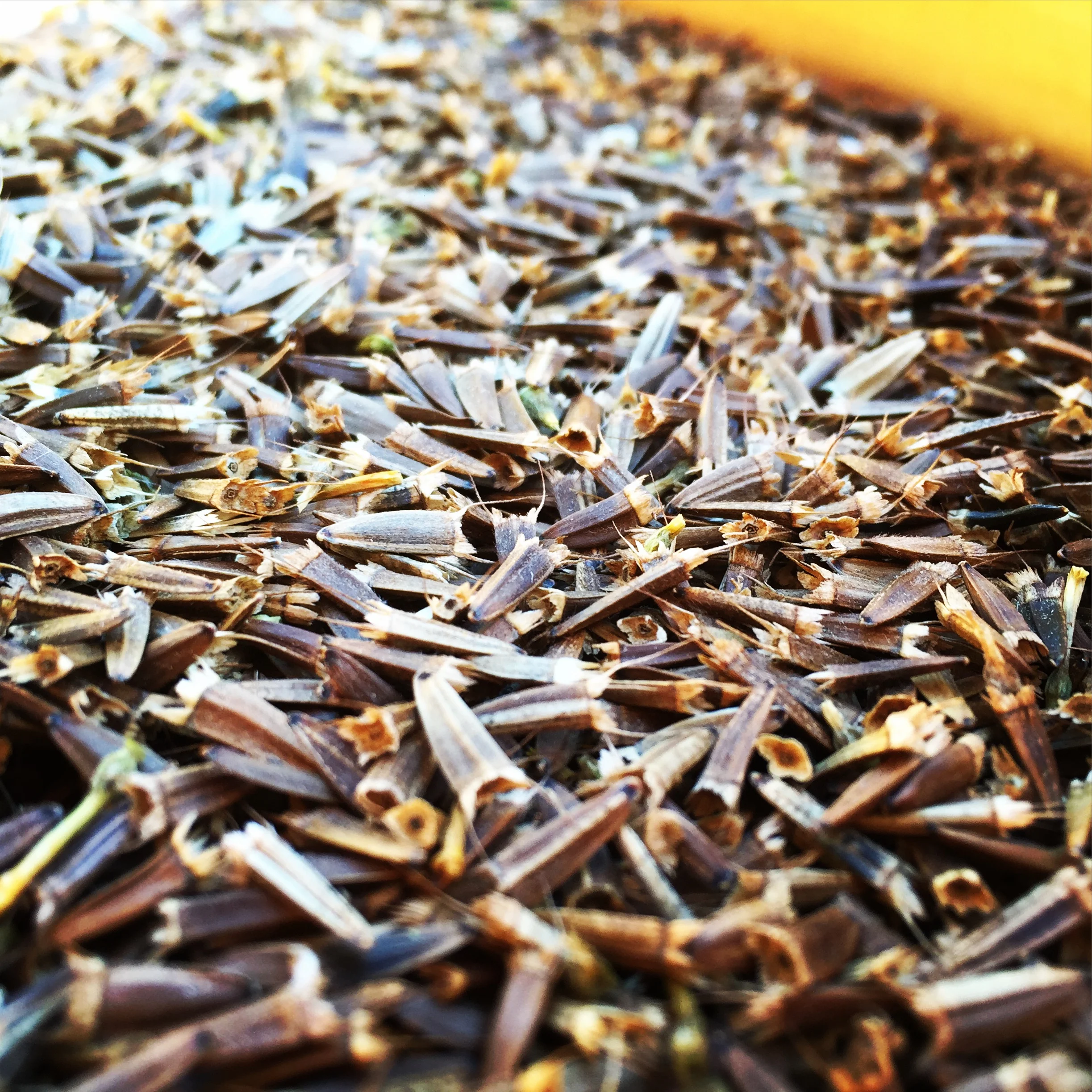 Tithonia; Mexican Sunflower Seeds