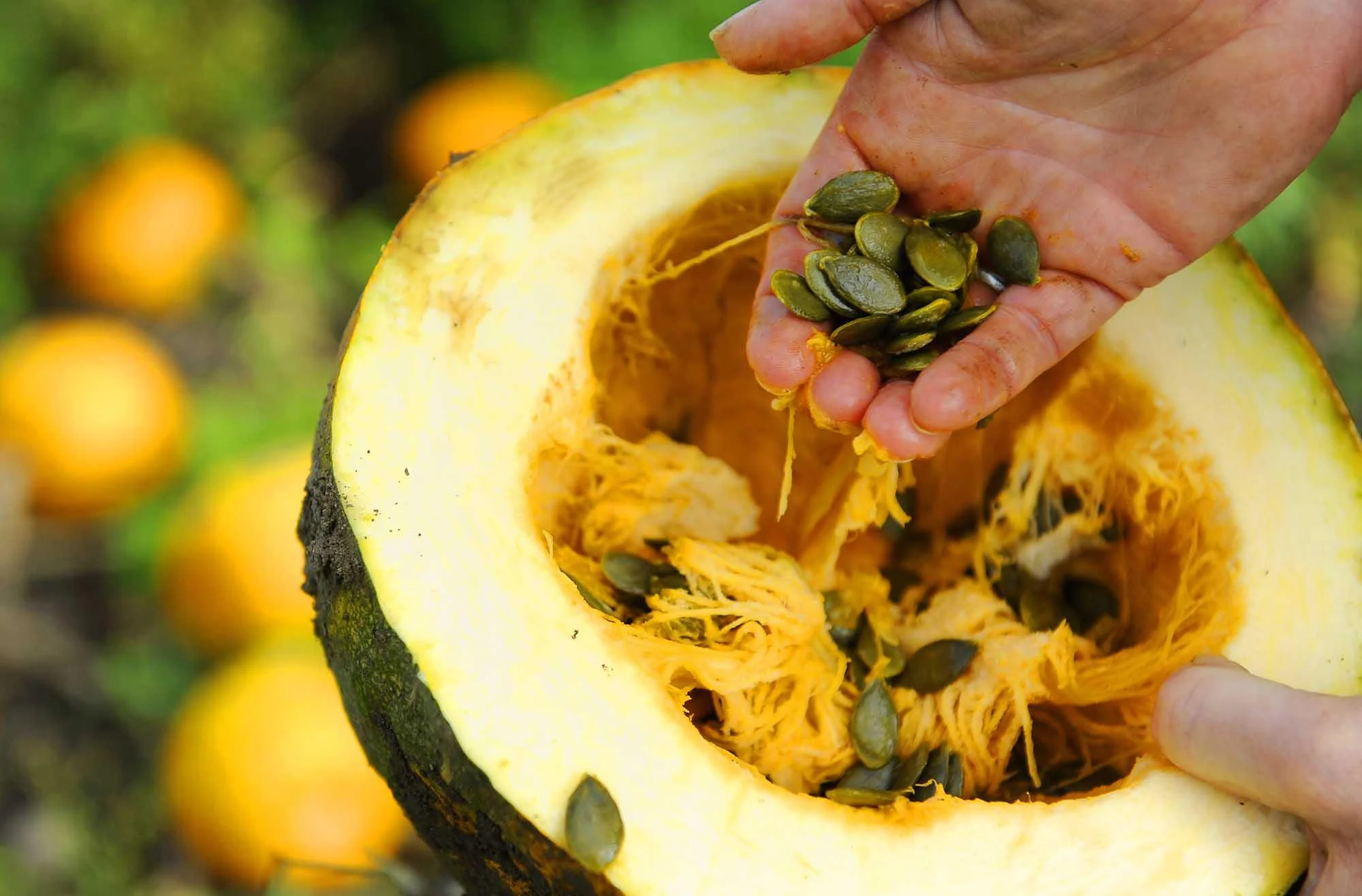 Styrian Hulless Pumpkin Seeds