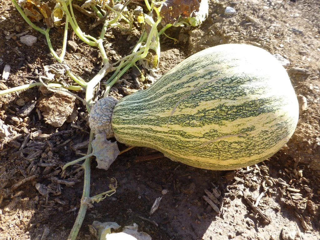 Ha:l Squash