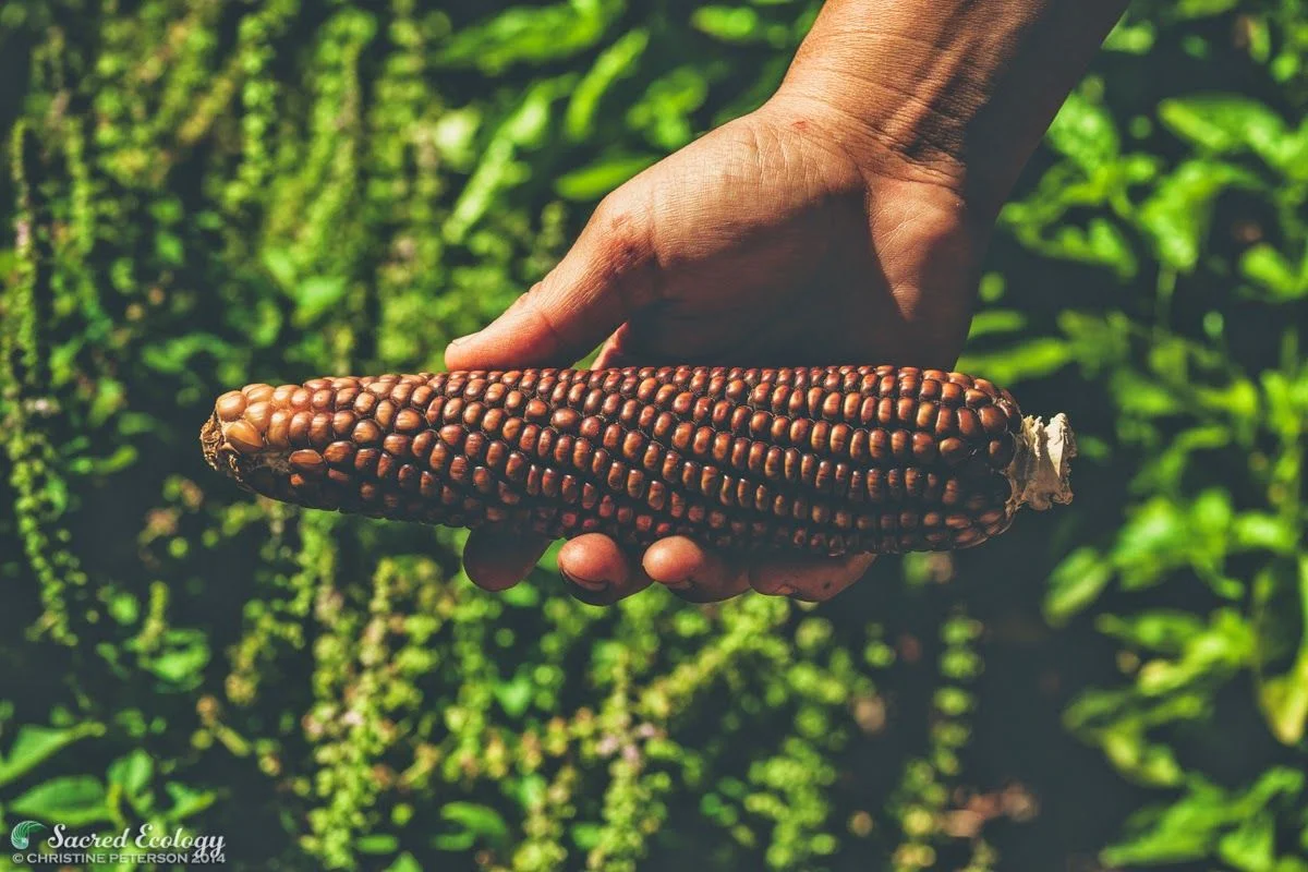 Sacred_Ecology_Sierra_Seeds_IMG_9114.jpg
