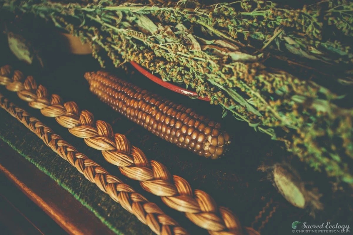 Sacred_Ecology_Sierra_Seeds_IMG_9154.jpg