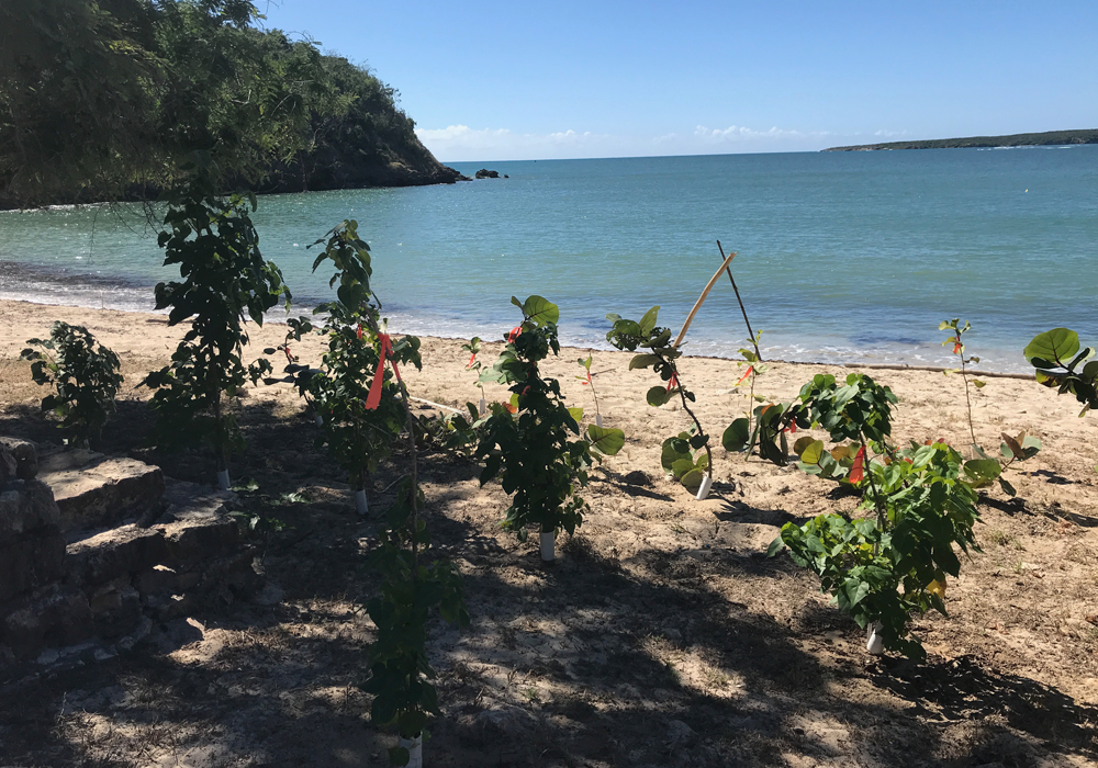 Caring for the Puerto Rican Ecosystem