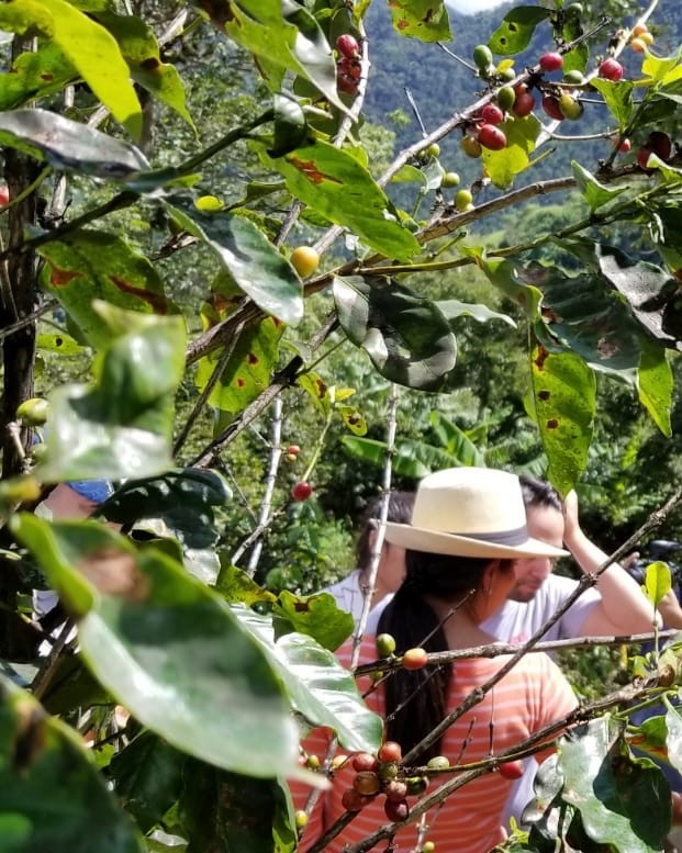 Linmanuel+and+farmer+in+foreground+Coffee+trees.jpg