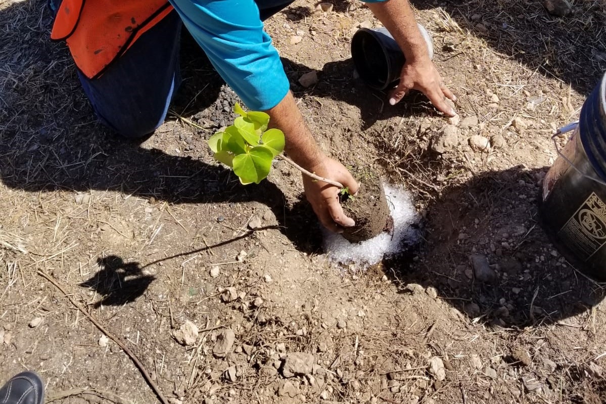 Protectores de Cuenta planting trees at Guanica Dry Forest Reserve.jpg
