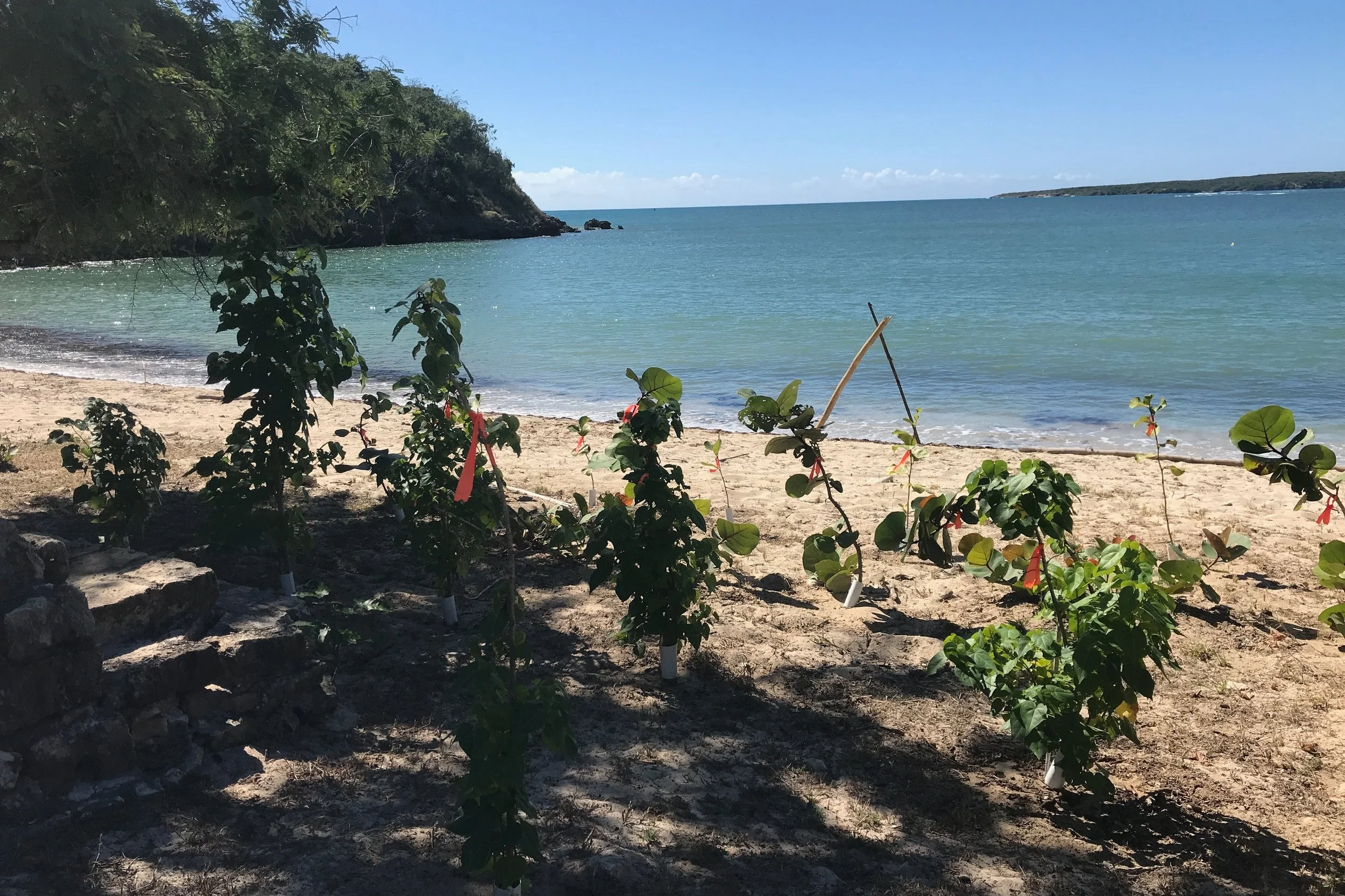 Reforestation with Protectores de Cuenca 2.jpeg