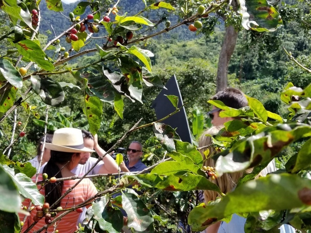 Linmanuel and farmer in foreground Coffee trees.jpg