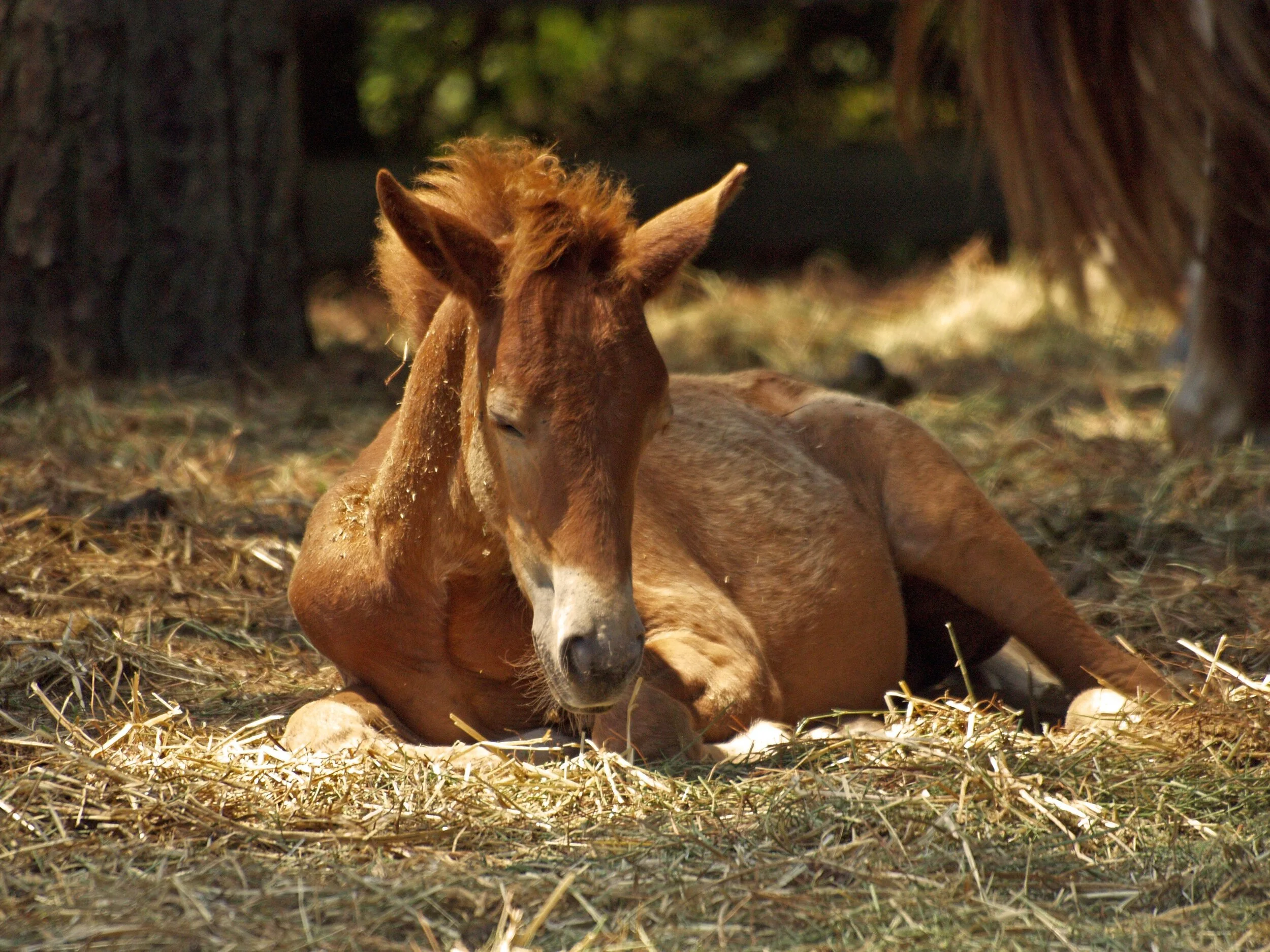 Prospective Foal