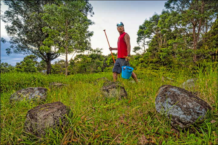 Early Morning: John at Ahu Lani's rock circle carrying a bucket of koa seedlings and an o'o bar, used for planting trees. Photo courtesy of PF Bentley