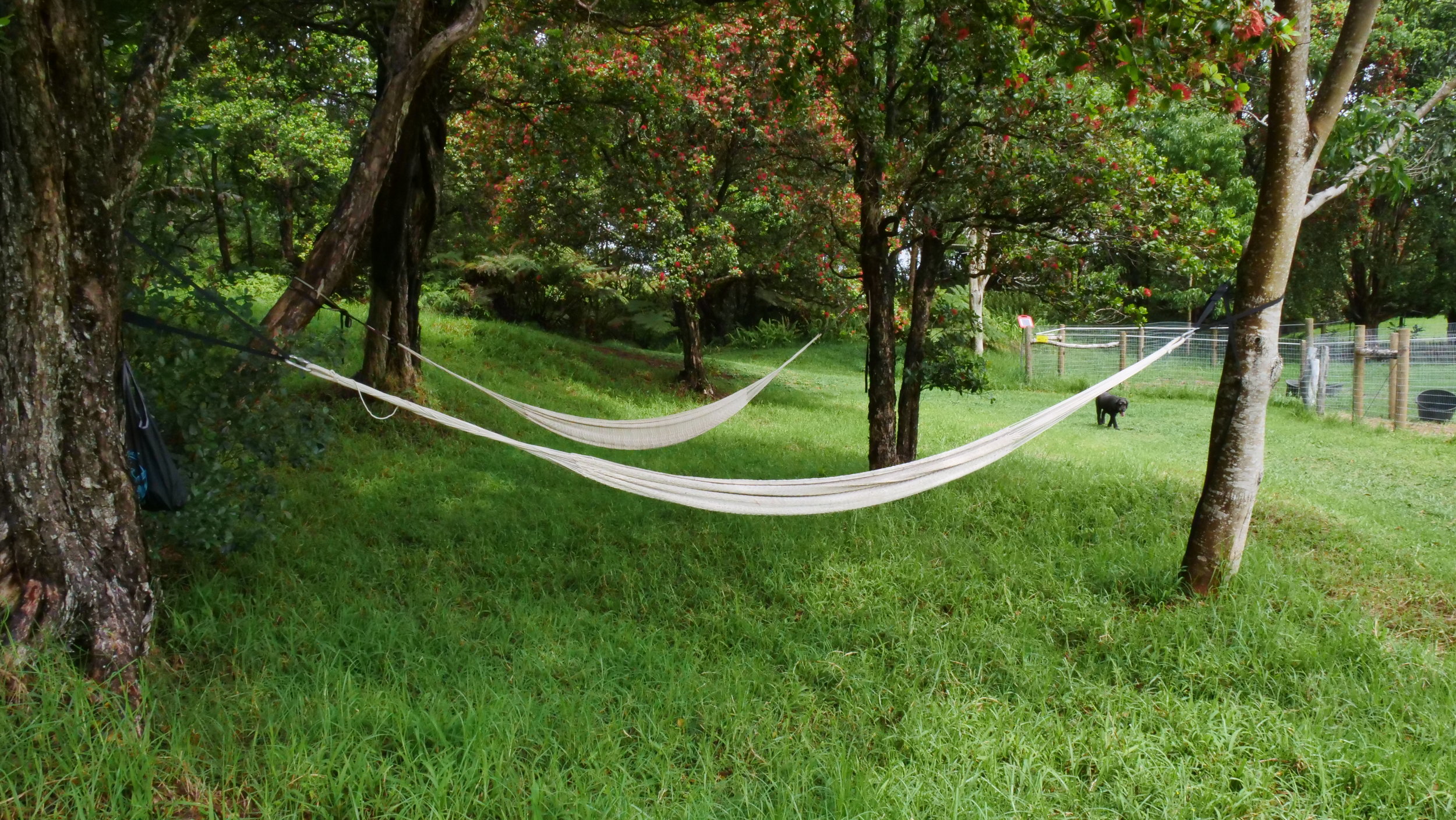 Hammock Zone