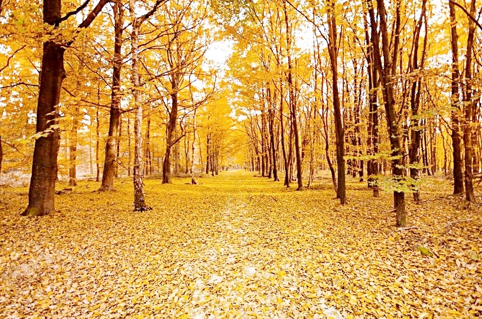 fall path.jpg