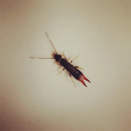 earwig