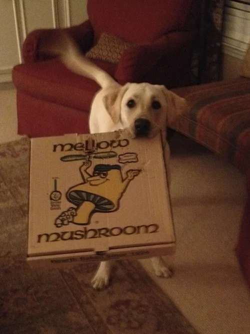 Thief