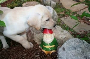 Puppy play