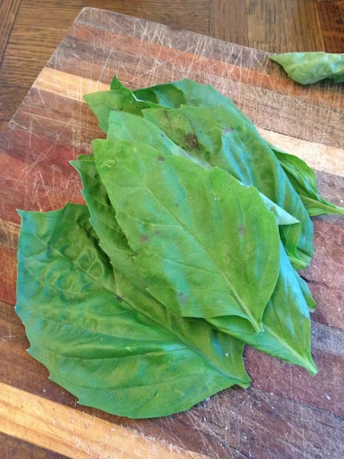 Basil