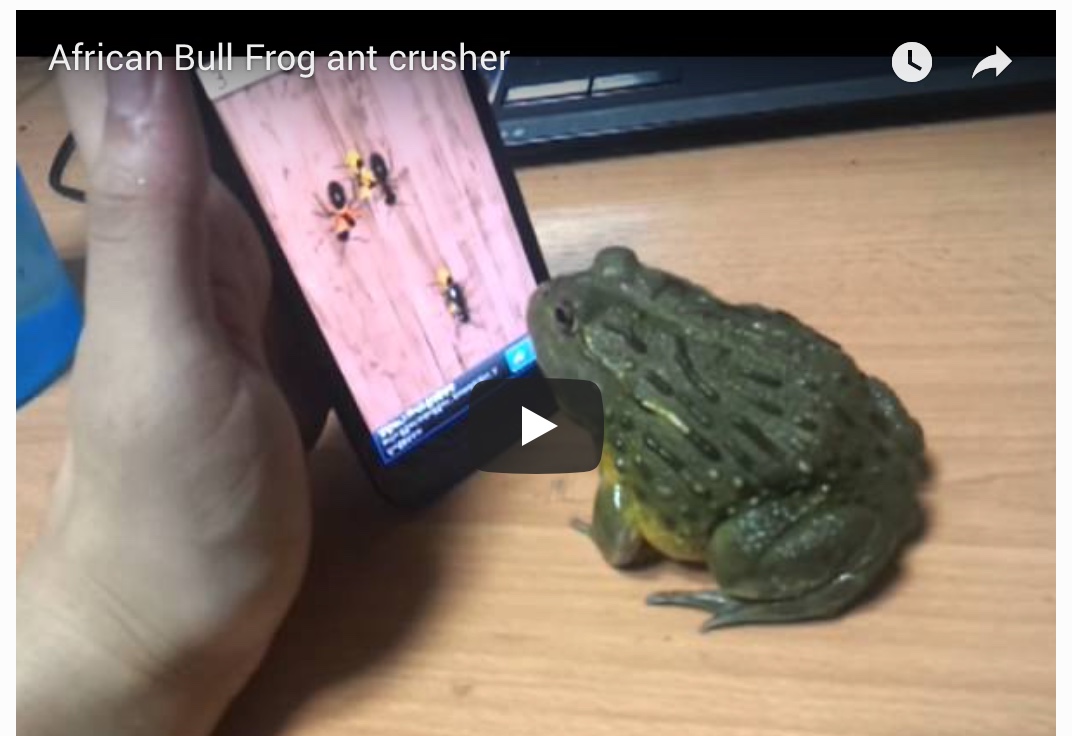 Are you chasing imitations?