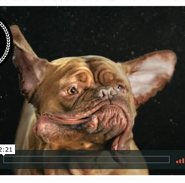 Taking a Page From Your Dog's Life