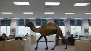  Celebrating Progress