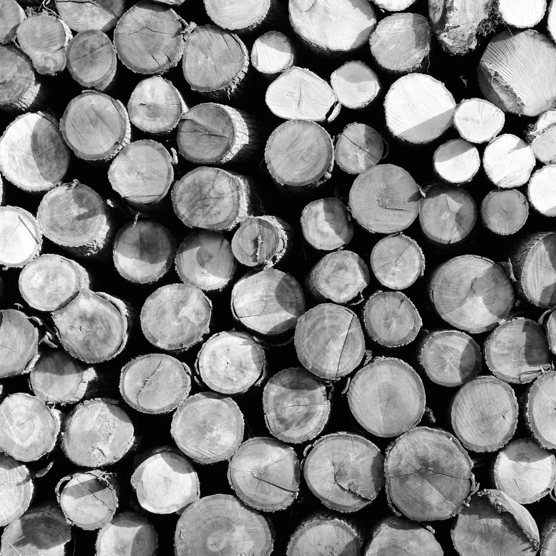 logs-_MG_7578.jpg