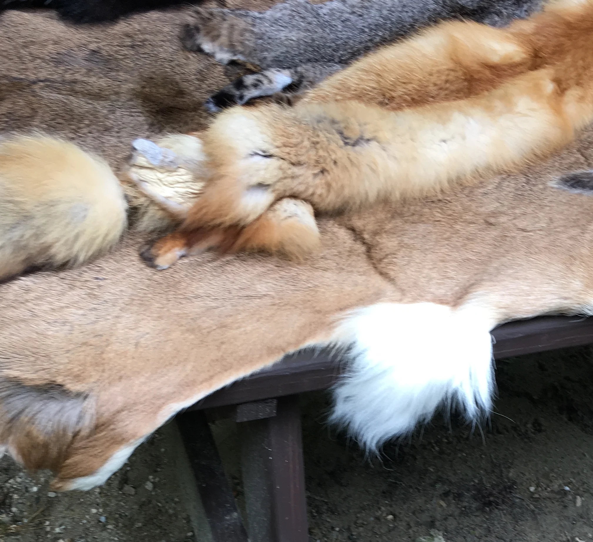 Animals